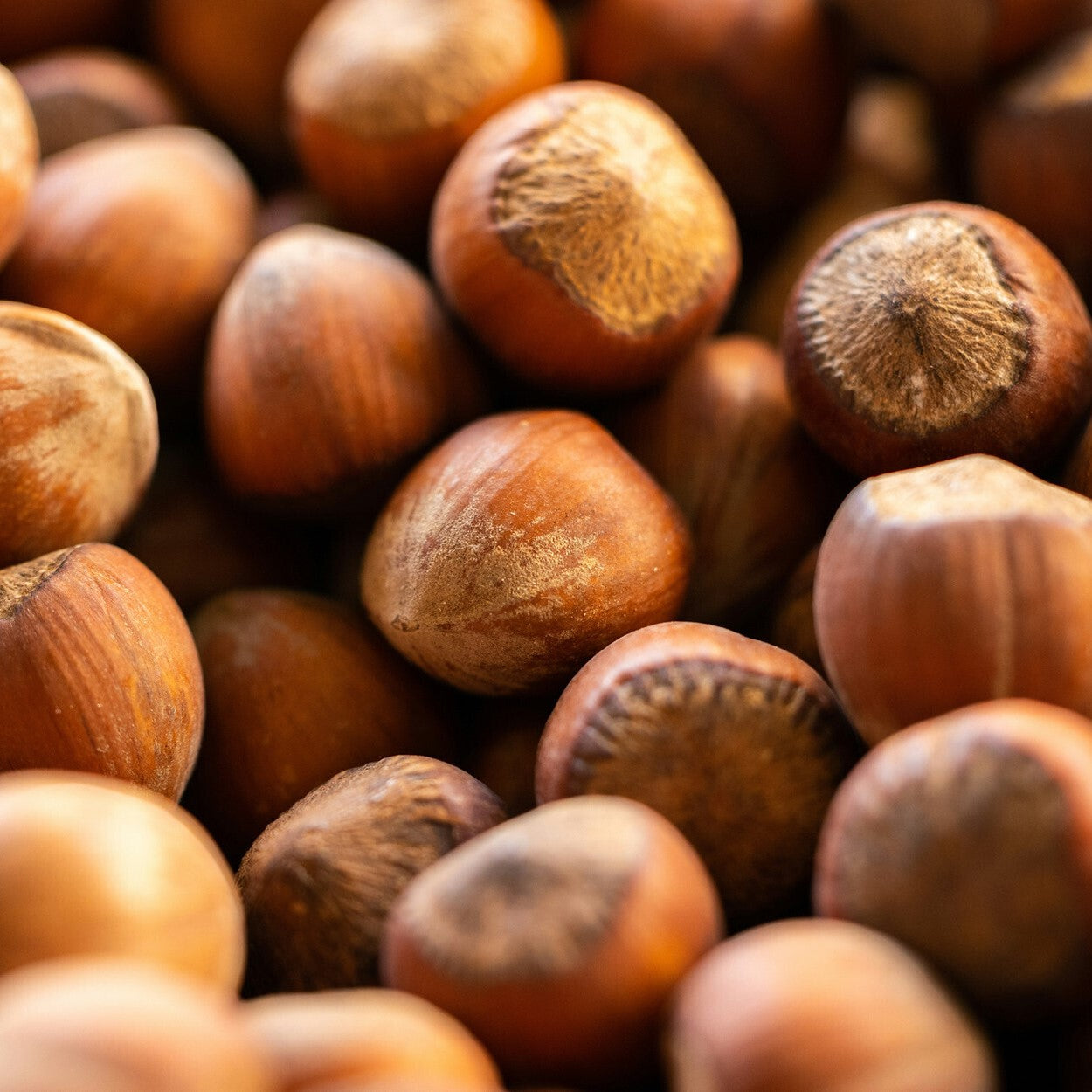HAZELNUT | Hazelnut
