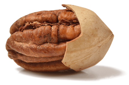 Pecan Nuts | Pekan