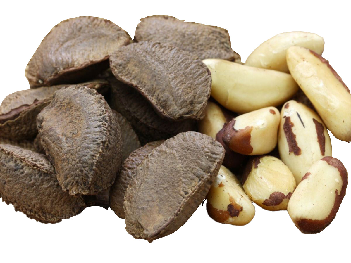 Brazil Nut with shell | Brazil Nut
